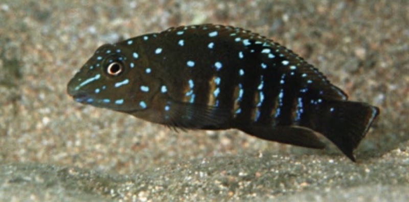 Tanganicodus cf. irsacae 'Kapampa'